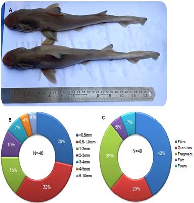 Frontiers | Microplastics in Demersal Sharks From the Southeast